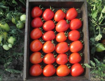 Томат Инской 0.08г (Агрос) 2