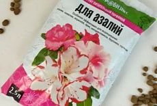 Азалия-уход за цветком