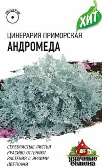 00026381_Цинерария приморская Андромеда (Гавриш) МЕТАЛЛ
