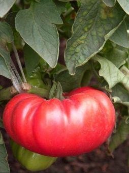 Томат Андреевский сюрприз 0.08г (Агрос) 1