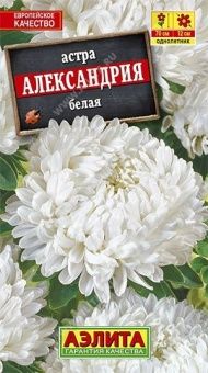 00014348_Астра Александрия белая (Аэлита)