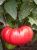 Томат Андреевский сюрприз 0.08г (Агрос) 1