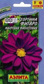 00022890_Георгина Фигаро махровая фиолетовая (Аэли