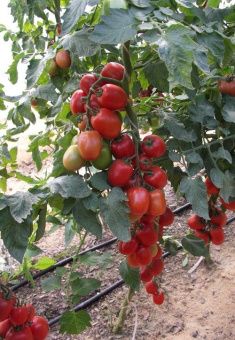 ЦБ-00023276_Томат Жемчужина Сибири 0.08г (Aгрос) 2