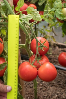 Томат Верочка F1 0,1г (Партнер)