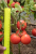 Томат Верочка F1 0,1г (Партнер)