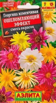 00018818_Георгина Ошеломляющий эффект (Аэлита)