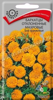 00041047_Бархатцы Бой оранжевые отклоненные махров