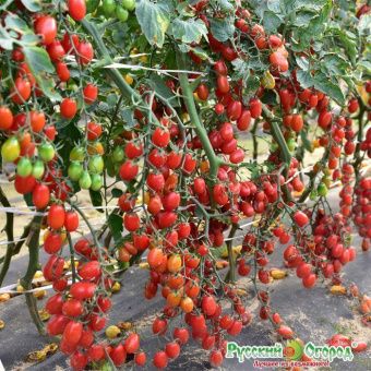 00005055_Томат Финик красный серия Вкуснятина 15шт (НК)