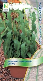 00035839_Эвкалипт Цитрус лимонный 5шт (ПОИСК)