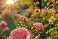 Саженцы Роз в наличии на складе!