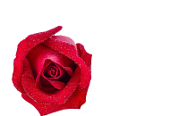 Акция! Скидка 30% на саженцы роз. Акция! Скидка 30% на саженцы роз.