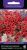 petunia_kaskadnaya_taidal_wave_red_velur petunia_kaskadnaya_taidal_wave_red_velur