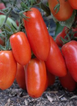 ЦБ-00023283_Томат Каспер 0.08г (Агрос) 2