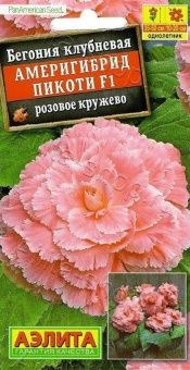 00031536_Бегония Америгибрид Пикоти розовое кружев