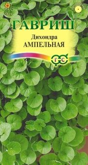 dixondra_ampelnaya-st_mini4