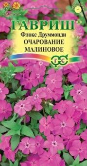 00013151_Флокс Очарование малиновое друммонда (Гав