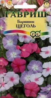 00008421_Барвинок (Катарантус) Щеголь (Гавриш) 110