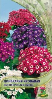 00033103_Цинерария кровавая Высокорослая смесь 0,0