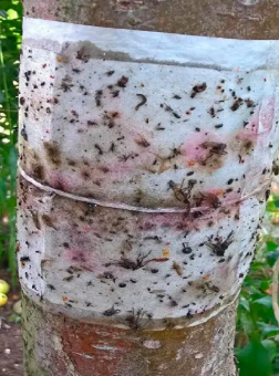 Ловчий пояс широкий ширина 100мм 5м М 132 (ВХ) (3)