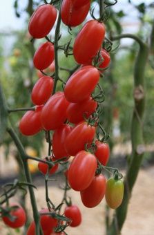 ЦБ-00023267_Томат Алина F1 5шт (Агрос) 2