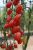 ЦБ-00023267_Томат Алина F1 5шт (Агрос) 2