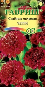 00012617_Скабиоза пурпурная Черри махр (Гавриш) 1_