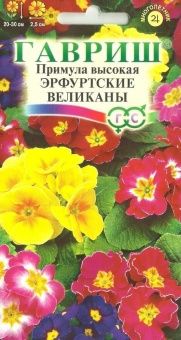 00009246_Примула Эрфуртские великаны высокая (Гавр