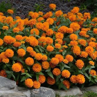 00041152_Цинния Захара Дабл Брайт Оранж Семена Про