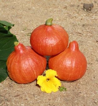 ЦБ-00023348_Тыква Сибирская малышка 3шт (Агрос) 1