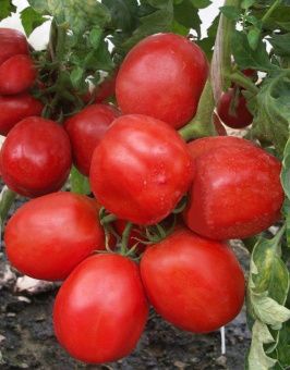 ЦБ-00023296_Томат Сибирские огни 0.08гр (Агрос) 1