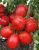ЦБ-00023296_Томат Сибирские огни 0.08гр (Агрос) 1
