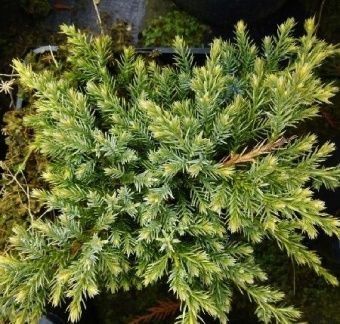 Juniperus squamata Holger
