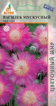 василек мускусный люсида