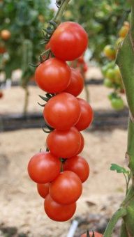 Томат Мускат F1 5шт (Агрос) 2