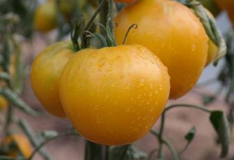 Томат Золотой король 0.08г (Агрос) 1