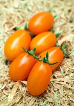 Томат Мила F1 5шт (Агрос) 3