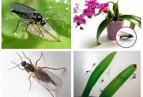 Причины возникновения почвенных мушек в торфяных грунтах и способы избавления от них. Причины возникновения почвенных мушек в торфяных грунтах и способы избавления от них.