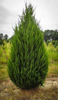 Juniperus chinensis Spartan