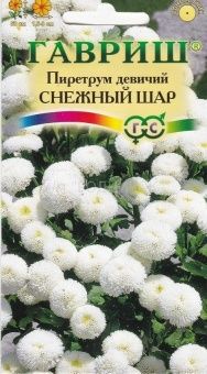 00001195_Пиретрум Снежный Шар (Гавриш)