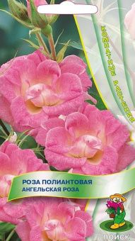 00021410_Роза Ангельская Роза полиантовая 5шт (ПОИ