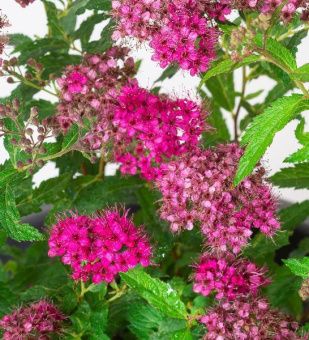 Spiraea japonica Dart's Red
