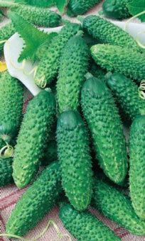 00018959_Огурец Герман 6шт БП (УД)