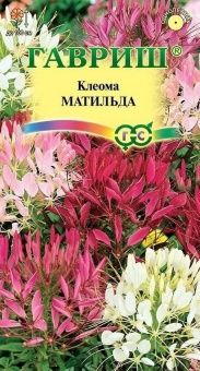 00007900_Клеома Матильда колючая (Гавриш)