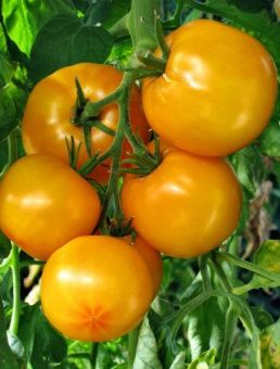 Томат Садко (Агросемтомс)