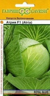 Капуста бк Атрия Голландия (Гавриш) 