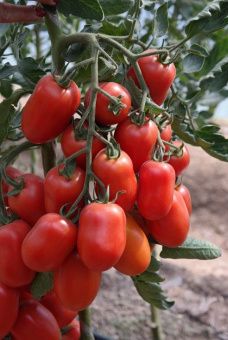 ЦБ-00023276_Томат Жемчужина Сибири 0.08г (Aгрос) 1