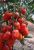 ЦБ-00023276_Томат Жемчужина Сибири 0.08г (Aгрос) 1