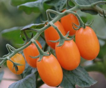 Томат Мила F1 5шт (Агрос) 1