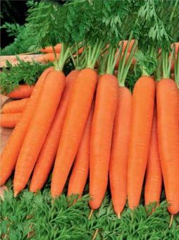 00030727_Морковь ГРАНУЛЫ Ромоса 100шт (Агрико)